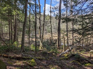Fototapeta premium Late Winter / Early Spring in the Northeast USA
