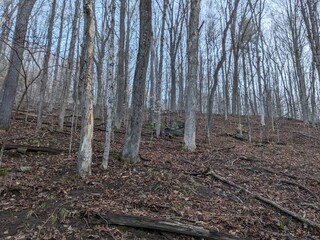 Late Winter / Early Spring in the Northeast USA