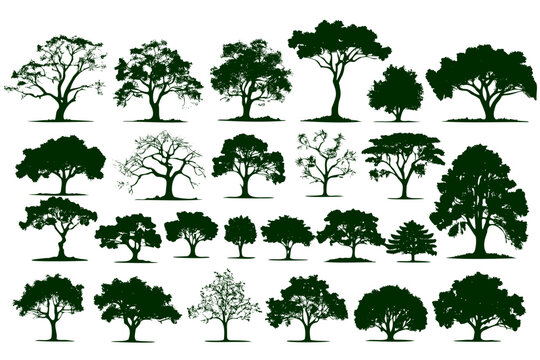 collection trees in various sizes and shapes. trees are all green and are spread out across image