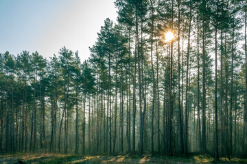 Słońce świecące przez drzewa, mgła w lesie