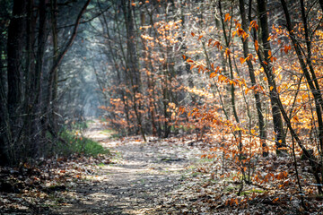las, ścieżka, jesień, słońce, promienie, 