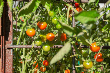 Red and green small tomatoes on a branch in the vegetable garden are ripening