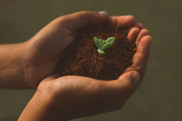 Hands holding a plant. Cocopeat in hands with a plant. cactus in hand.