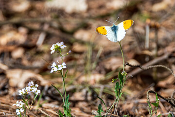 Motyl na kwiatku, żółto-biały motyl, wiosna