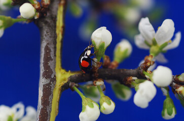 Ladybug on a blooming flower