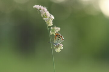 una farfalla argo bronzeo in primavera