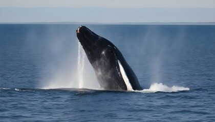 A-Right-Whale-Spouting-Water-From-Its-Blowhole- - obrazy, fototapety, plakaty