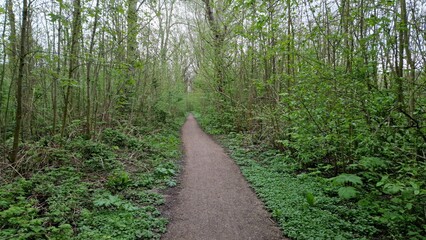 A serene woodland path lined with lush green foliage leading through a tranquil forest, evoking a sense of peace and exploration in nature.