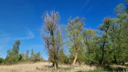 Fototapeta premium Scenic view of lush green trees against a clear blue sky with sun rays piercing through the foliage, depicting a serene natural landscape.