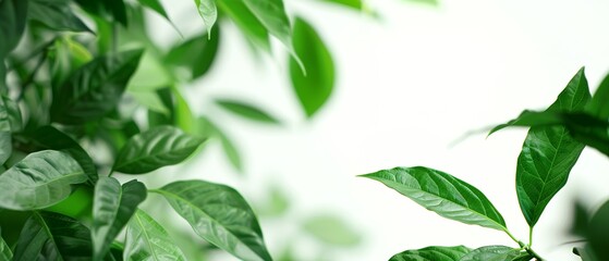 green leaves in front of the camera, white background