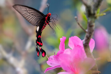 Butterfly the Great Windmill gathering pollen on pink Azalea flowers, Thailand. - 781495925