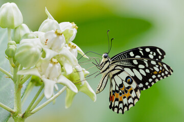 The Lime Butterfly gathering nectar from Giant Milkweeds flowers, Thailand - 781495966