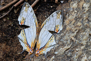 Butterfly Common Mapwing standing on a granite rock. - 781495981