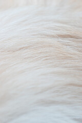 close up of dog's fur texture 