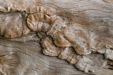 Unique wood pattern, swirling lines and shapes decorate this old tree trunk, perfect as a creative...