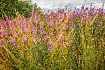 Medieval and Hansa inspired  living area Jakriborg in Hjarup, Sweden