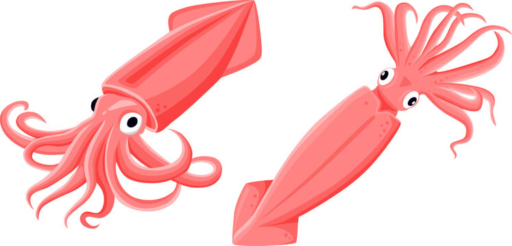 squid isolated on white background.Vector eps 10.perfect for wallpaper or design elements