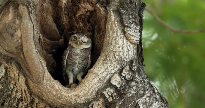 Spotted owlet (Athene brama) in a hole of tree, Thailand. High definition shot at 4K, 60 fps video footage.