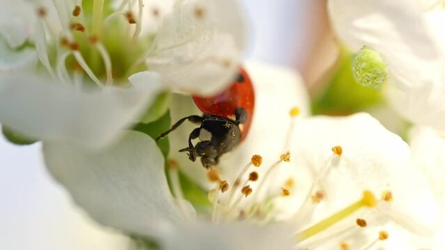 Short clip of ladybug poking around in blooming plum tree flower bud