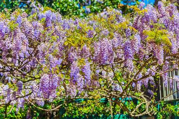 Beautiful purple wisteria flowers in spring - 781498903