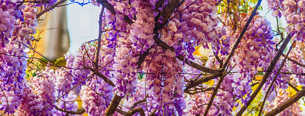 Beautiful purple wisteria flowers in spring - 781498913