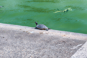 Peaceful turtle taking a sunbath in Rome, Italy - 781498937