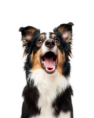 Collie dog dog surprised isolated on transparent background