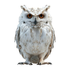 owl looking isolated on white - obrazy, fototapety, plakaty