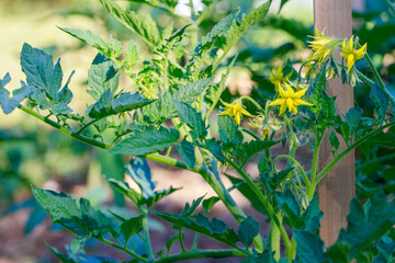 Tomato seedlings blooming with yellow flowers in the garden.