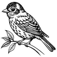  Bird vector illustration.