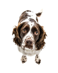 English springer spaniel dog standing, top view, isolated on transparent background