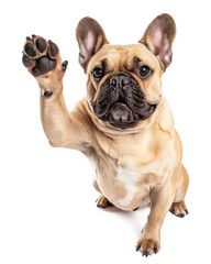 French bulldog giving high five isolated on transparent background