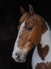Coloured Horse Headshot