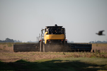 Cosechadora en pleno trabajo, con soja en campo argentino