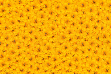 Yellow background of garden lily flowers in close-up. Lots of yellow lily flowers.