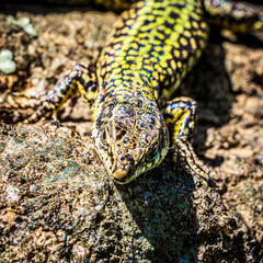 lizard on a rock