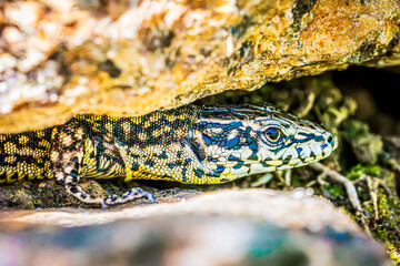 lizard on a rock