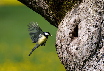 Kohlmeise (Parus major) mit Insekt im Schnabel fliegt zu ihrem Nest im Baumstamm, um die Jungvögel zu füttern