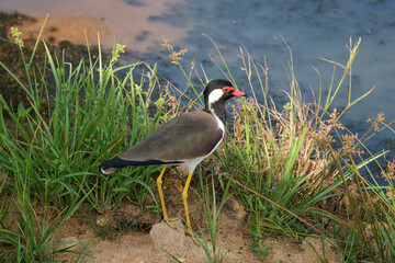 Wild red-wattled lapwing in Yala National Park, Sri Lanka