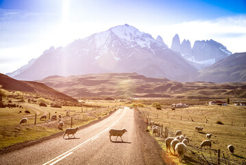 heeps herd grazing at sheepfarm on the road to Torres del Paine in Patagonia chilena - Travel...