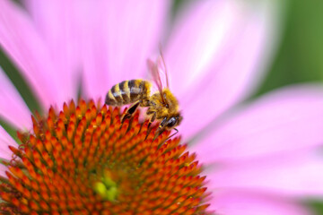 Bee on pink Echinacea purpurea flower. Collection of pollen and nectar. Close-up