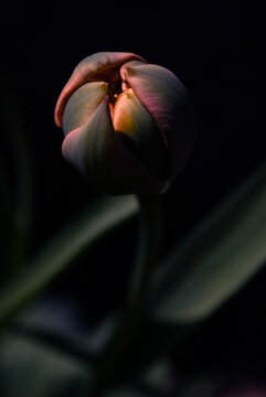 The stem of a peony tulip on a dark background. Aesthetic flower close-up