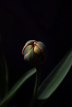 The stem of a peony tulip on a dark background. Aesthetic flower close-up