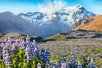 Breathtaking view of typical Icelandic landscape with field of blooming lupine flowers next to the...