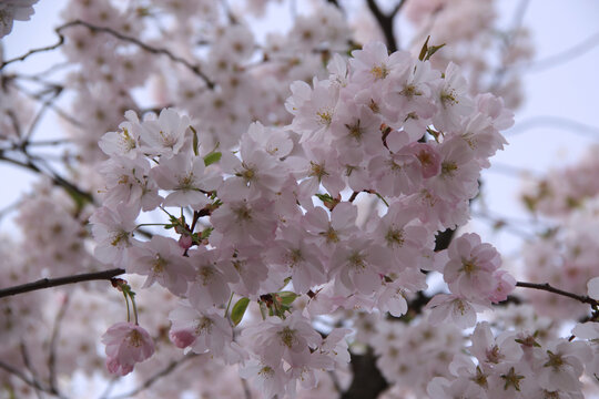 Close-up photo of the branch of light pink cherry tree (sakura) in full bloom against a blurred background in the park