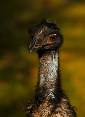 Einzelner Emu (Dromaius) roten Augen