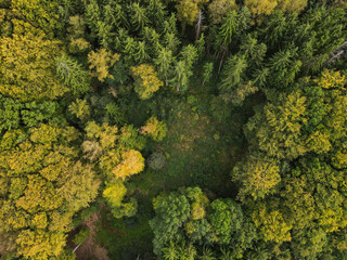 View from above of pine and spruce trees in the forest 
