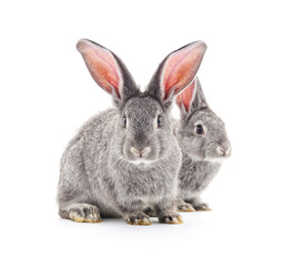 Two beautiful rabbits. - 781510705