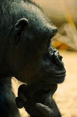 Weiblicher Gorilla (Gorilla gorilla) mit dem Kopf auf die Hand gestützt