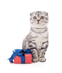 Kitten and gift. - 781510757